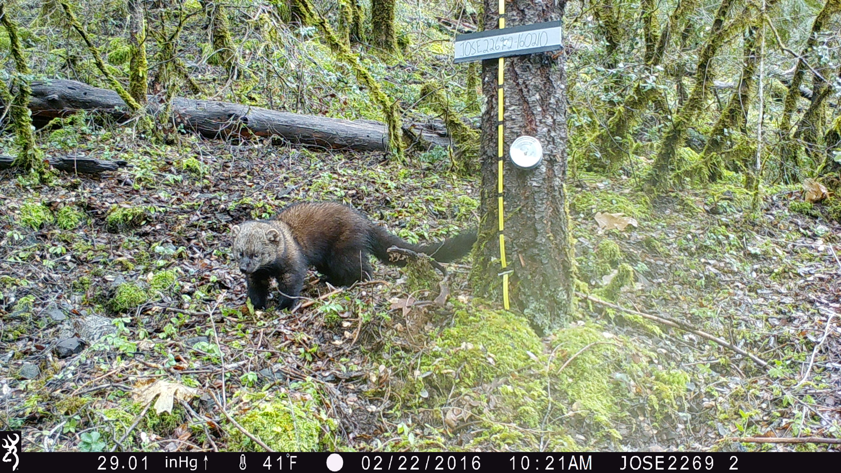 Pacific fisher