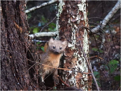 Humboldt marten