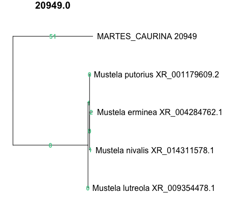 phylogenetic reconstruction